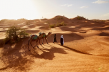 《沙漠骆驼》歌词为你细数沙漠中的孤独和坚韧